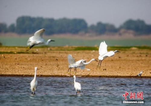 资料图：10月4日，在江西鄱阳湖都昌马影湖水域拍摄的白鹭。<a target=